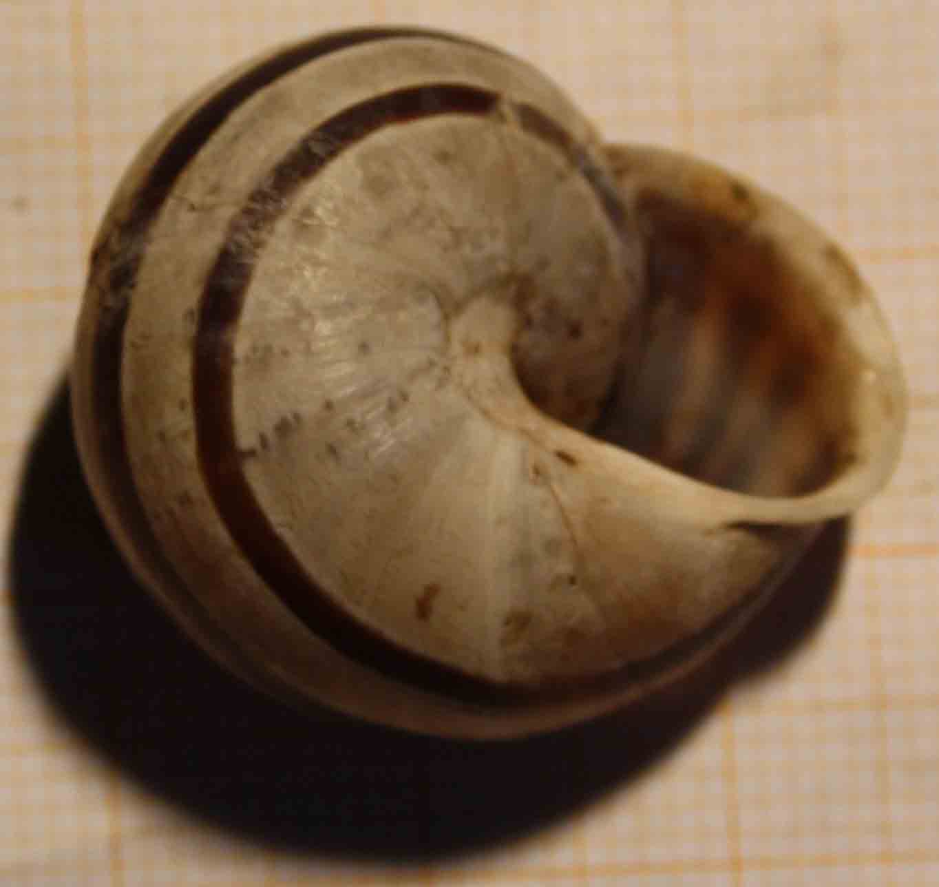 eobania vermiculata?